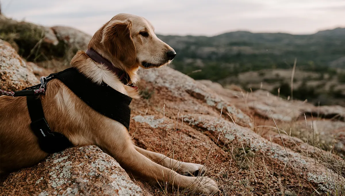 Wyjazd z pupilem w góry – co warto zabrać