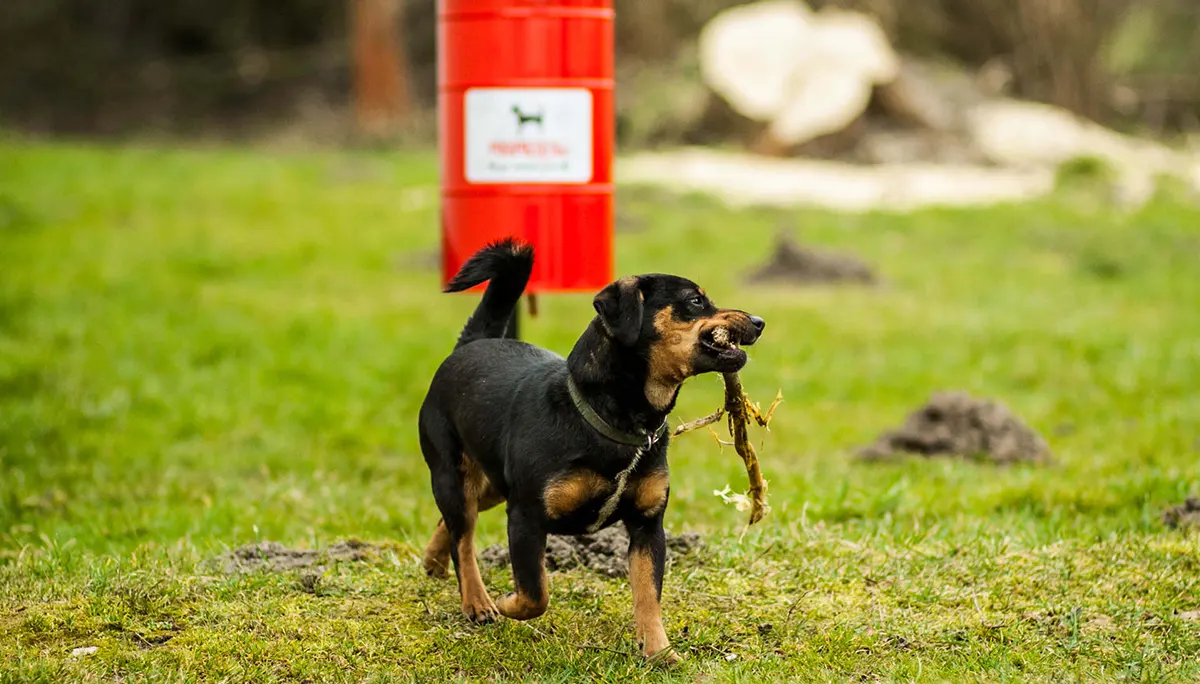 Dlaczego śmieci są tak niebezpieczne?